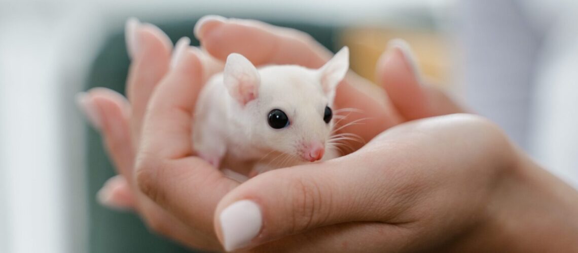 A close-up of a white mouse being gently held in hands, showcasing its adorable features.